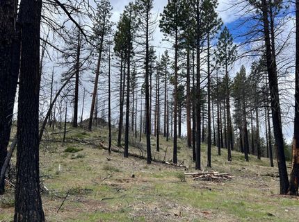 10179 Frenchman Blvd, Chilcoot, CA 96105 Photo