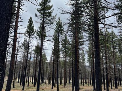 10179 Frenchman Blvd, Chilcoot, CA 96105 Photo