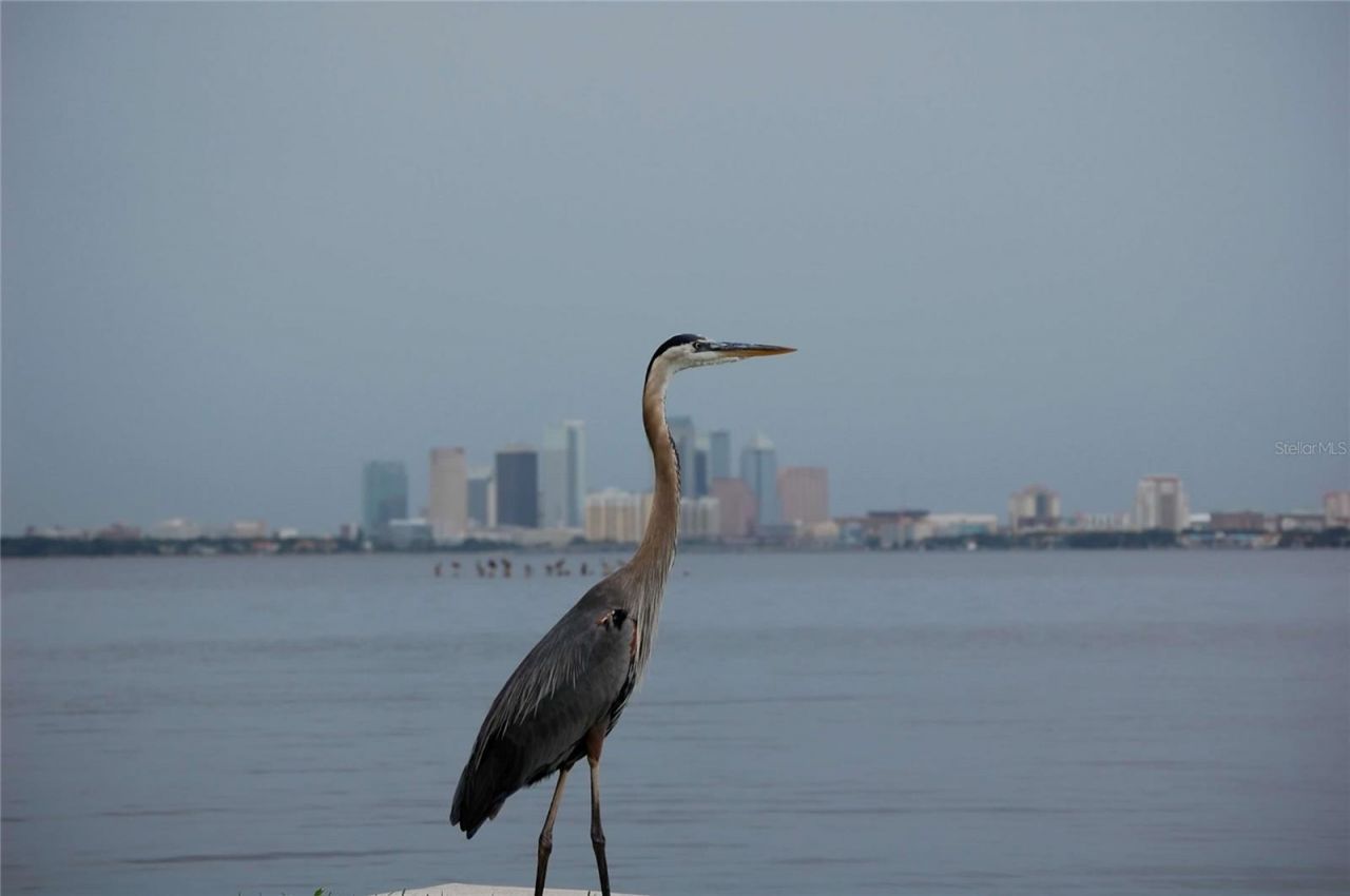 4950 Bayshore Boulevard, Unit 25D, Tampa, FL 33611 Photo