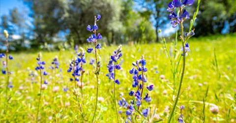 5 Acre Briar Hill Rd, Auburn, CA 95603 Photo