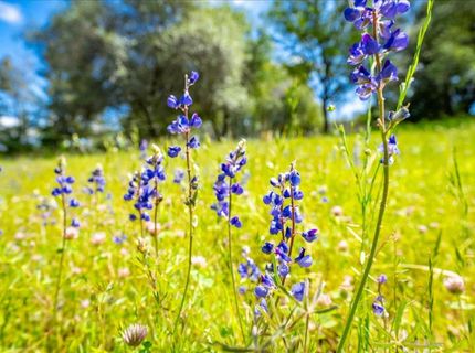 5 Acre Briar Hill Rd, Auburn, CA 95603 Photo