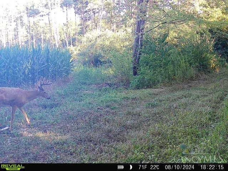Property Image 45