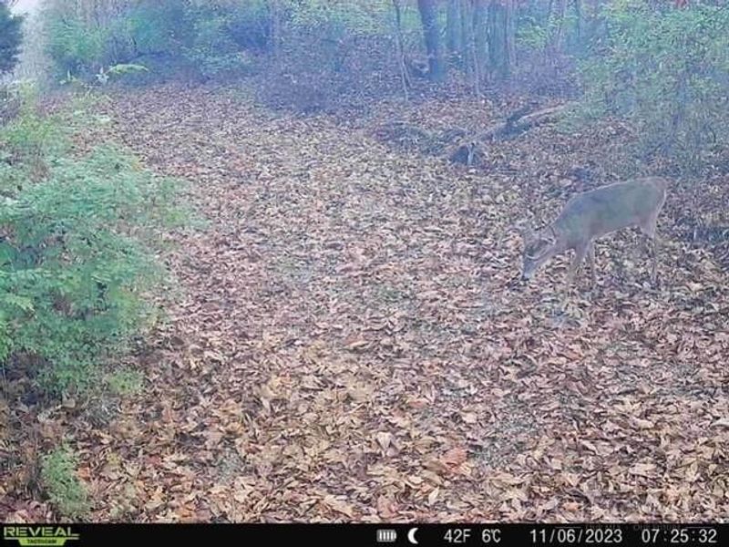 14703 Brier Hill Road, Bainbridge, OH 45612 Photo 93