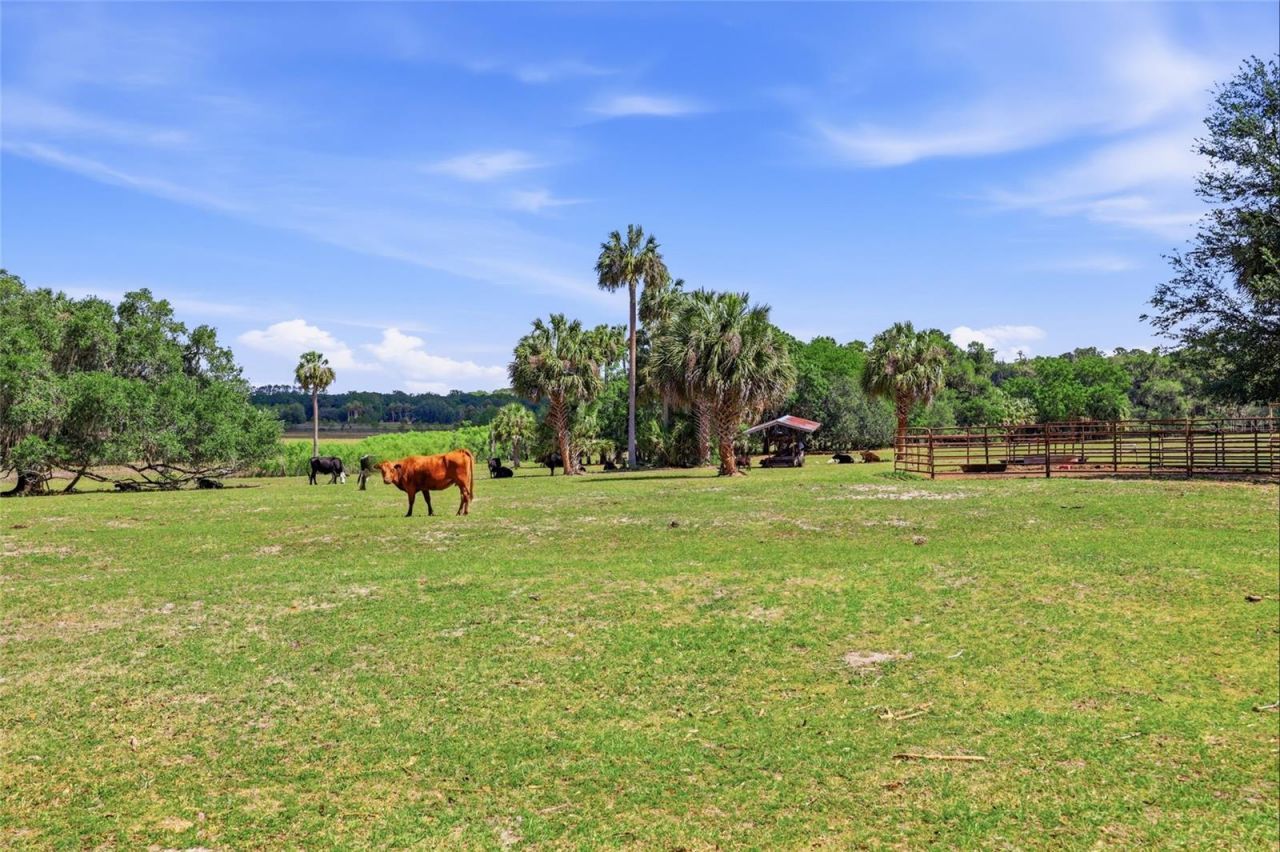 22130 NW 75th Avenue Road, Micanopy, FL 32667 Photo
