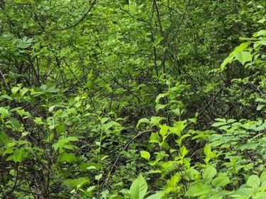 lot 415 BRIAR , FRONT ROYAL, VA 22630
