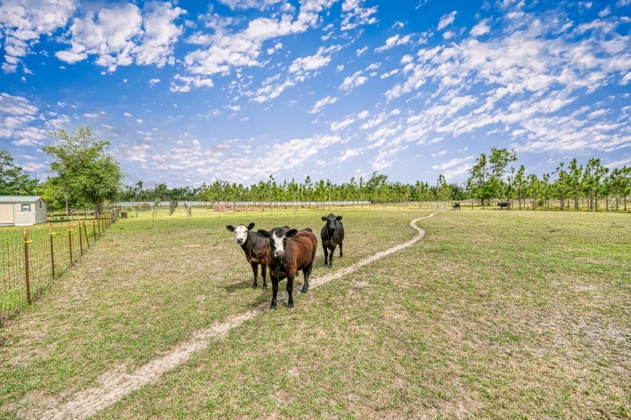 1752 SE Rogers Sink Road, Madison, FL 32340 Photo