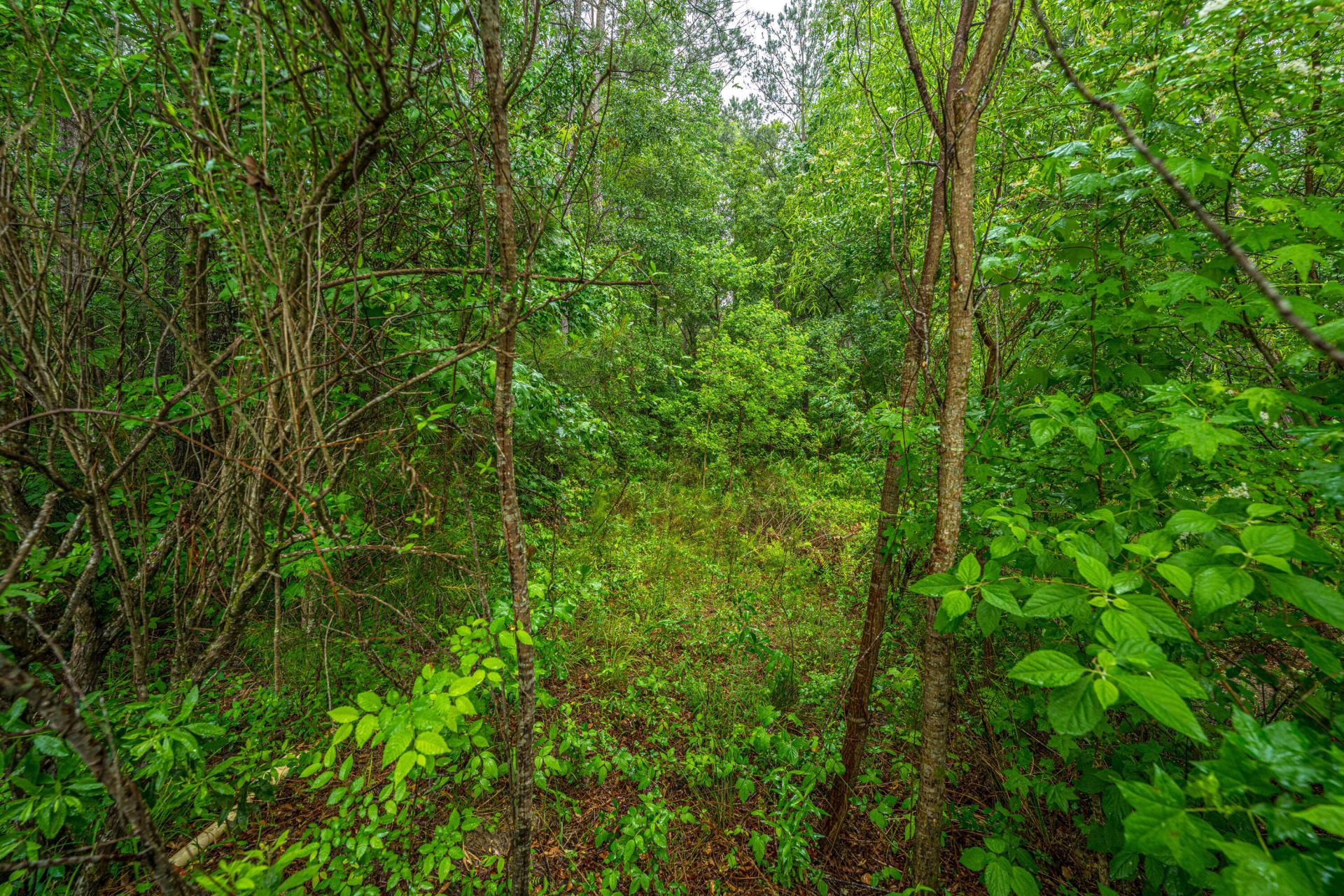 417 Stonefield Circle Photo 50