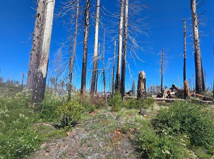5205 Golden Aspen Dr, Grizzly Flats, CA 95636 Photo