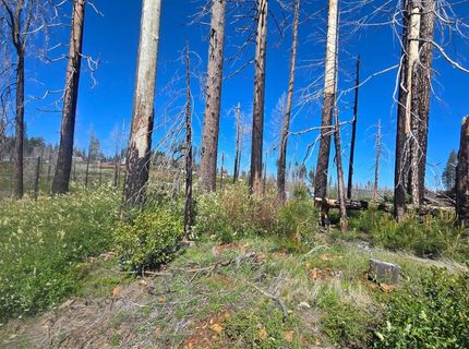 5217 Golden Aspen, Grizzly Flats, CA 95636 Photo