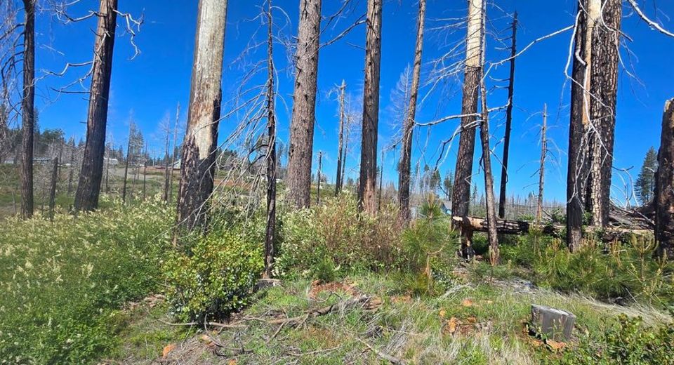 5217 Golden Aspen, Grizzly Flats, CA 95636 Photo