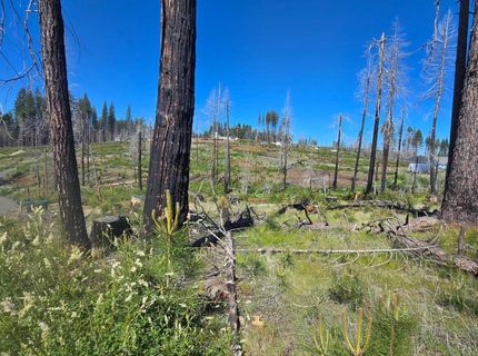 5217 Golden Aspen, Grizzly Flats, CA 95636 Photo
