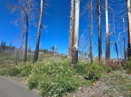 5217 Golden Aspen, Grizzly Flats, CA 95636 Photo