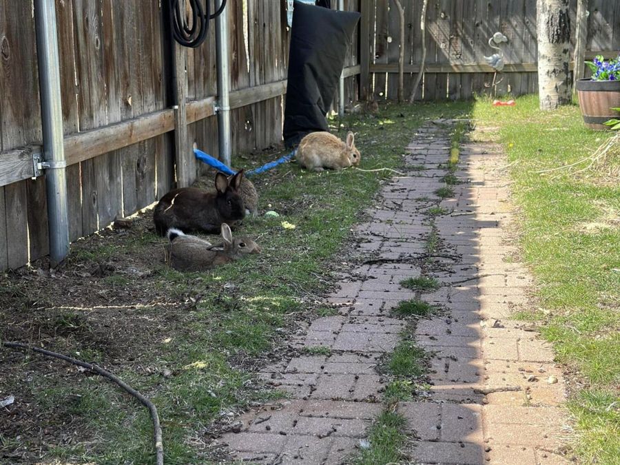 Property Image 42