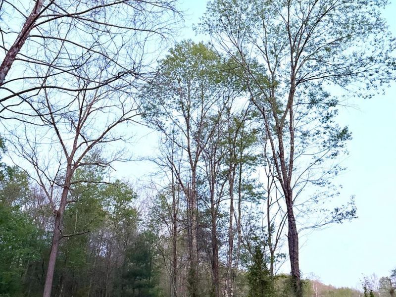 0 St Rt 279, Hamilton Twp, OH 45656 Photo 83