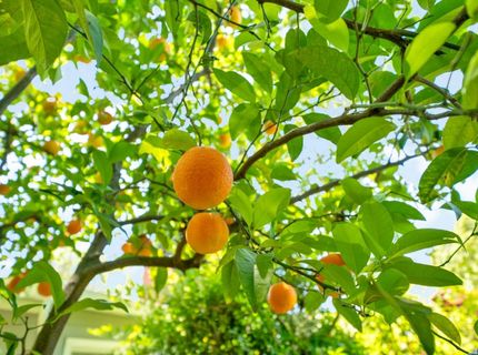 6907 Auburn Blvd, Citrus Heights, CA 95621 Photo