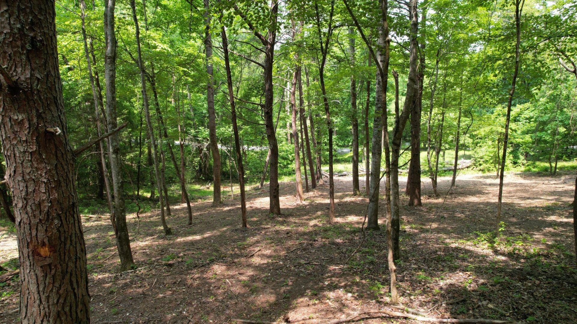 0 Cypress Drive, Spring City, TN 37381 Main Photo
