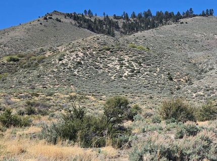 355 Shakehill Road, Markleeville, CA 96120 Photo