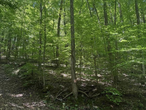 White Oak Lane, Caryville, TN 37714