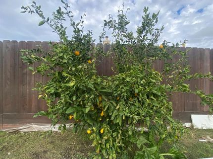 827 Saint Andrew St, Lathrop, CA 95330 Photo