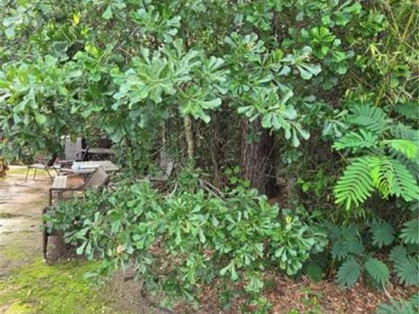 DAISY Street, Covington, LA 70435