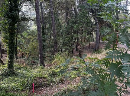 14745 River Trail, River Pines, CA 95675 Photo