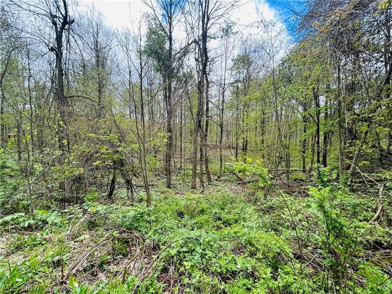 Auburn Road, Newbury, OH 44065 Photo 14