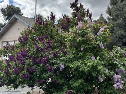 1530 Moss Circle, Gardnerville, NV 89410 Photo