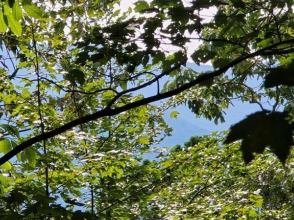 LOT 17 Abbott Mill Road, Ellijay, GA 30540