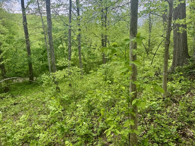 43 Acres Chipman Ridge Road, Unit 43 Acres,, Williamstown, KY 41097 Photo 11