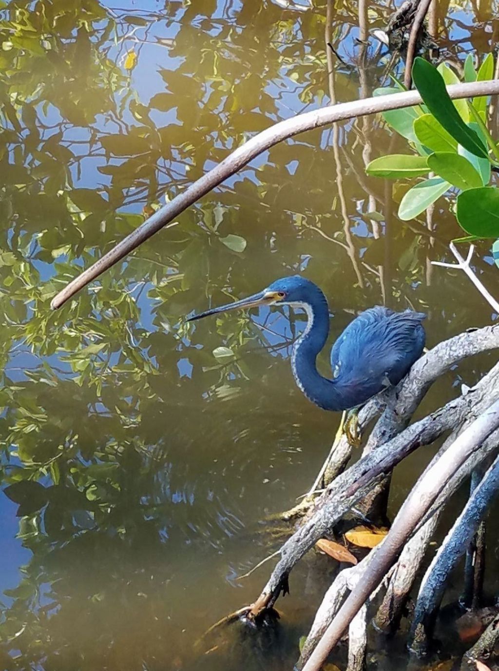 4556 Bowen Bayou Rd, Sanibel, FL 33957 Photo