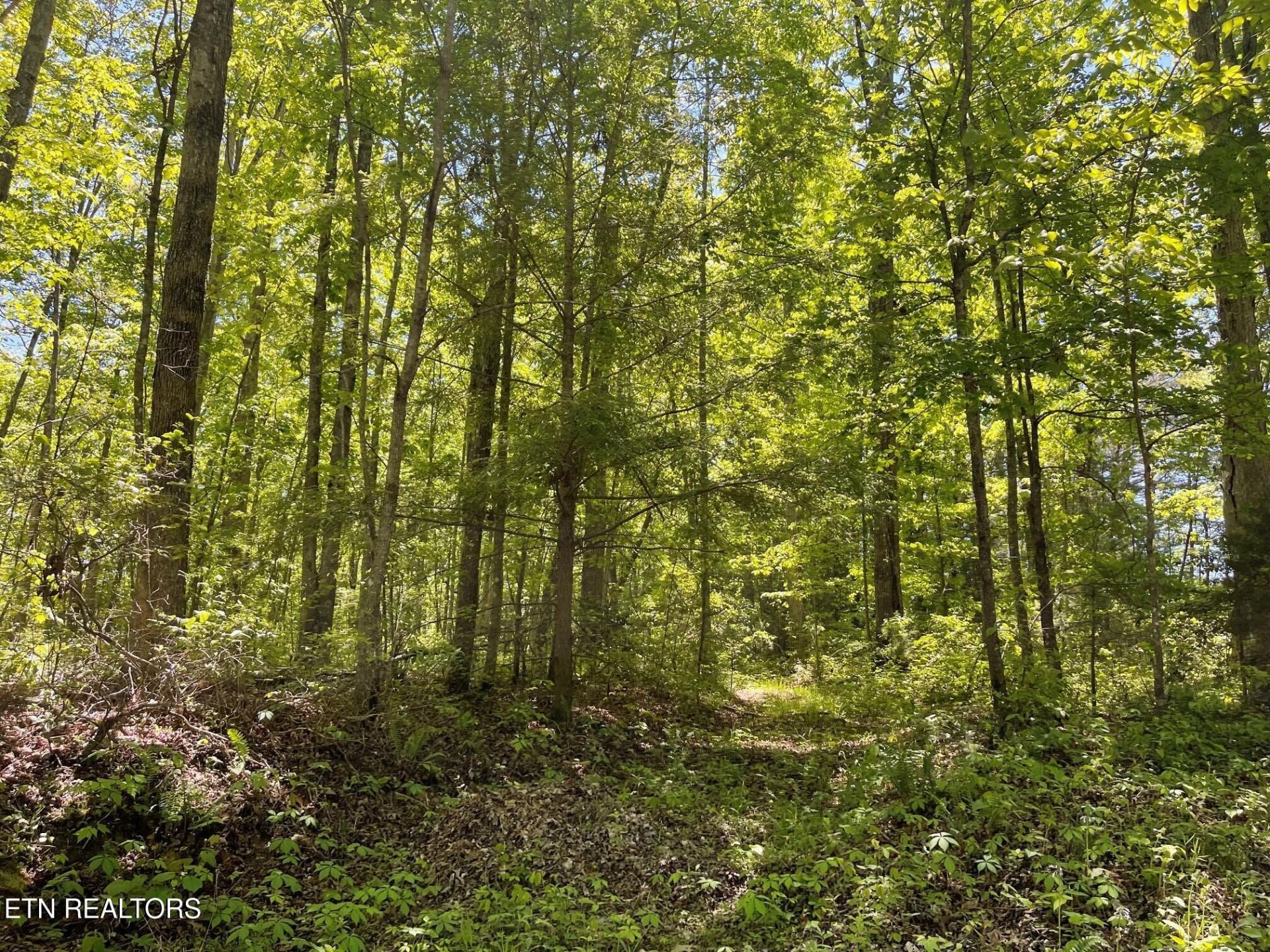 Rob Watson Rd, Oneida, TN 37841 Main Photo