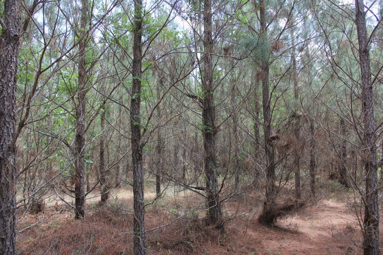 00 New Hope Road Photo 11