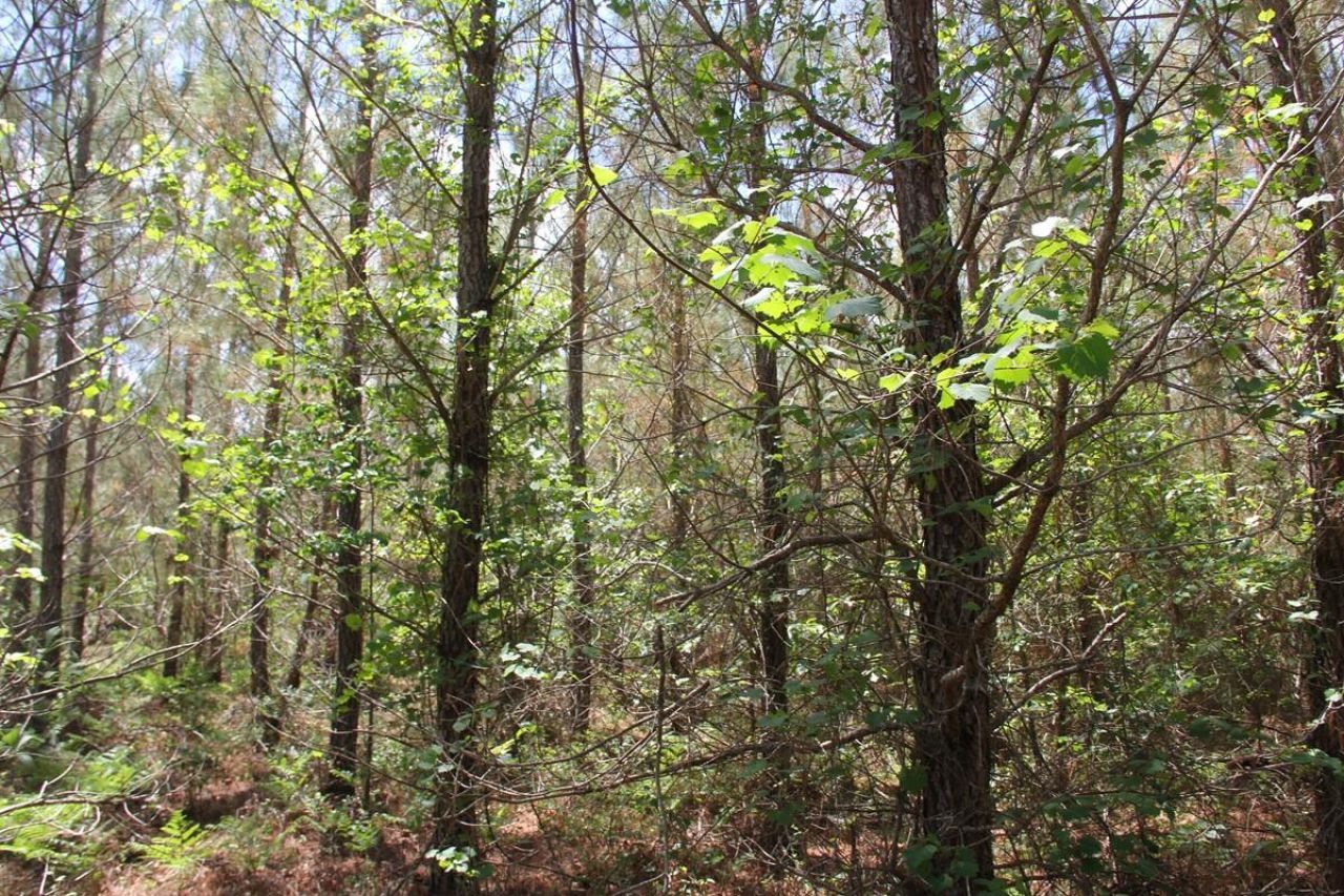 00 New Hope Road Photo 13