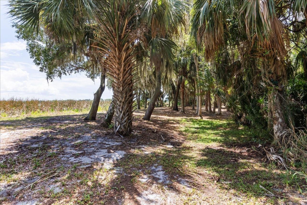 Tbd Deer Island Road, Tavares, FL 32778 Photo