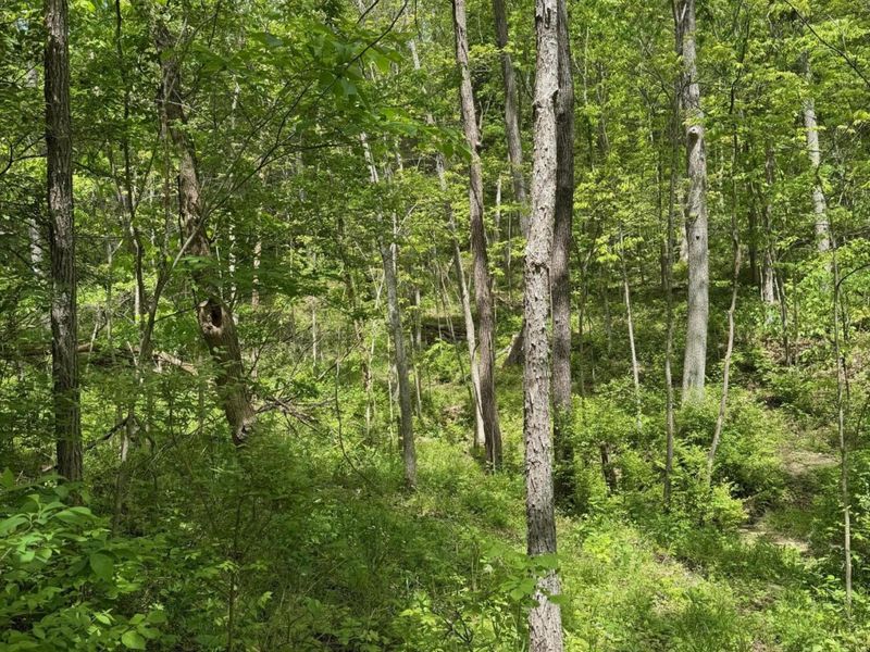 3486 Rankin Mill Road, Falmouth, KY 41040 Photo 44
