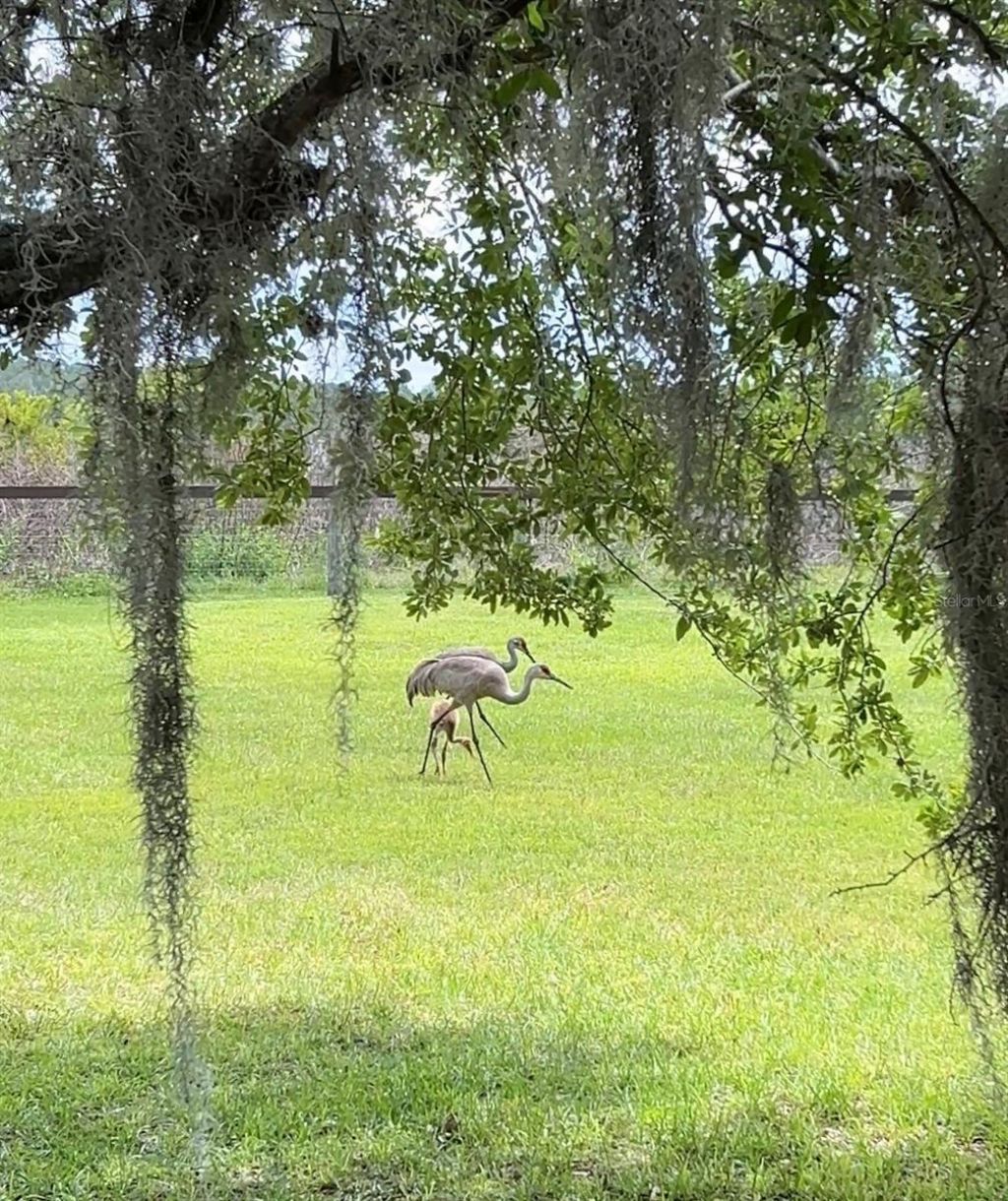 10925 Arrowtree Boulevard, Clermont, FL 34715 Photo
