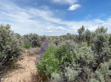 446-525 Honey Lake, Herlong, CA 96113 Photo