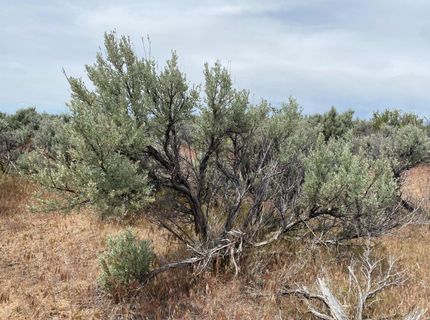 446-525 Honey Lake, Herlong, CA 96113 Photo