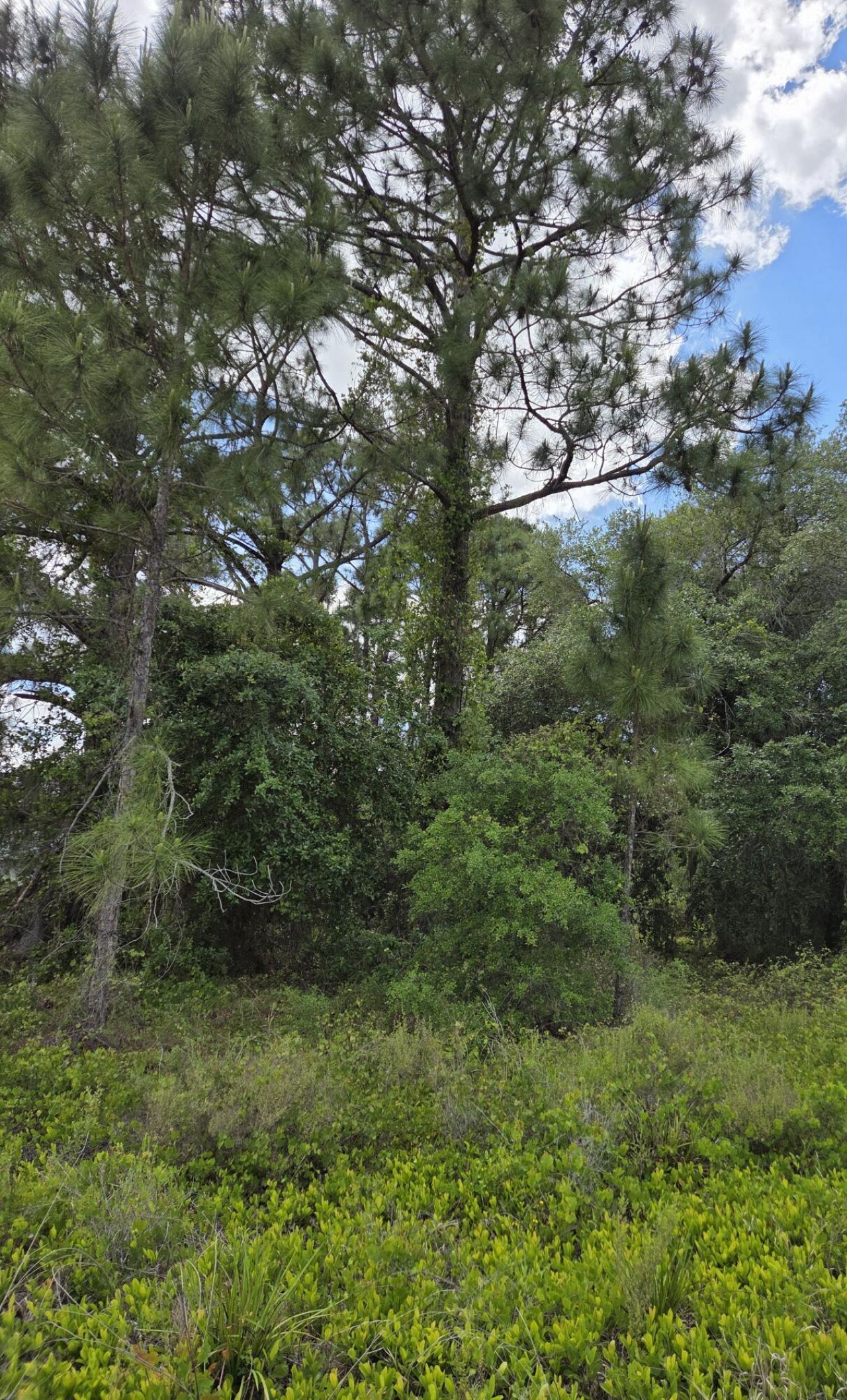 232 Silver Avenue, Lake Placid, FL 33852 Photo