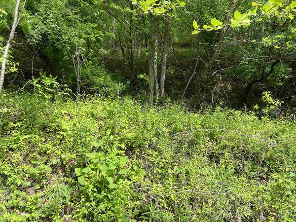 19787 East Lynn Road, East Lynn, WV 25512