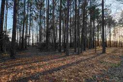 1325 Cubie Rd. photo 4