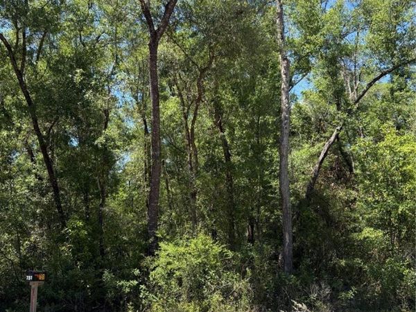 NE 7TH PLACE , WILLISTON, FL 32696
