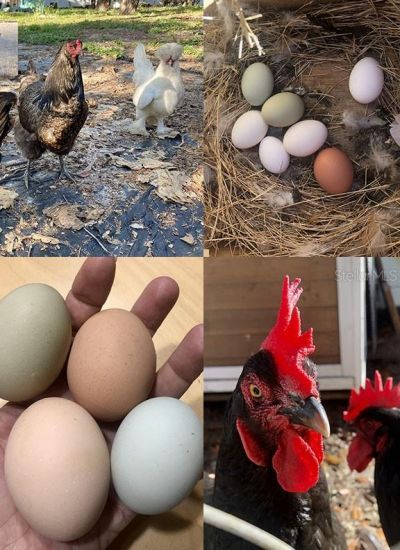 9846 Cardy Street, New Port Richey, FL 34654 Photo