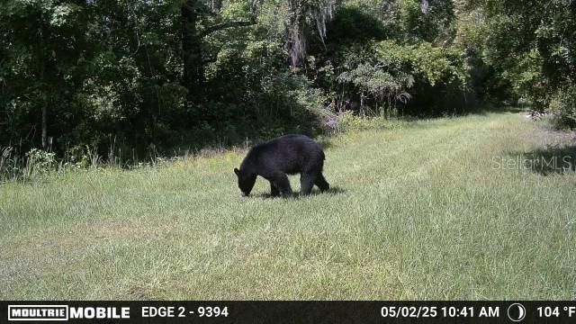 11816 SE County Road 234, Micanopy, FL 32667 Photo
