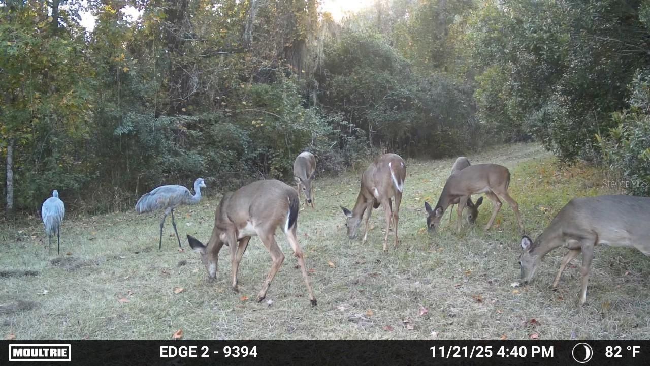11816 SE County Road 234, Micanopy, FL 32667 Photo