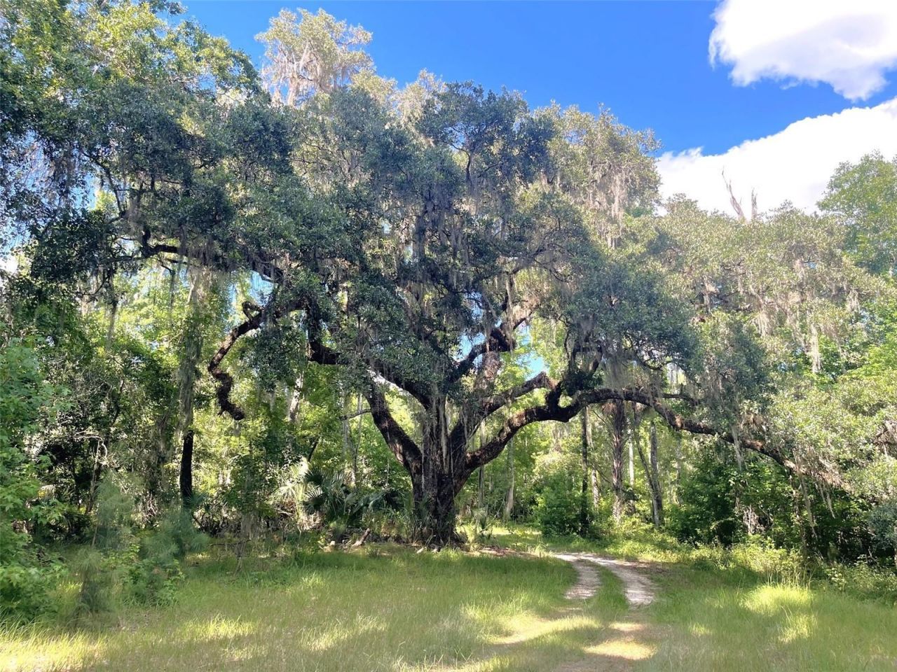11816 SE County Road 234, Micanopy, FL 32667 Photo