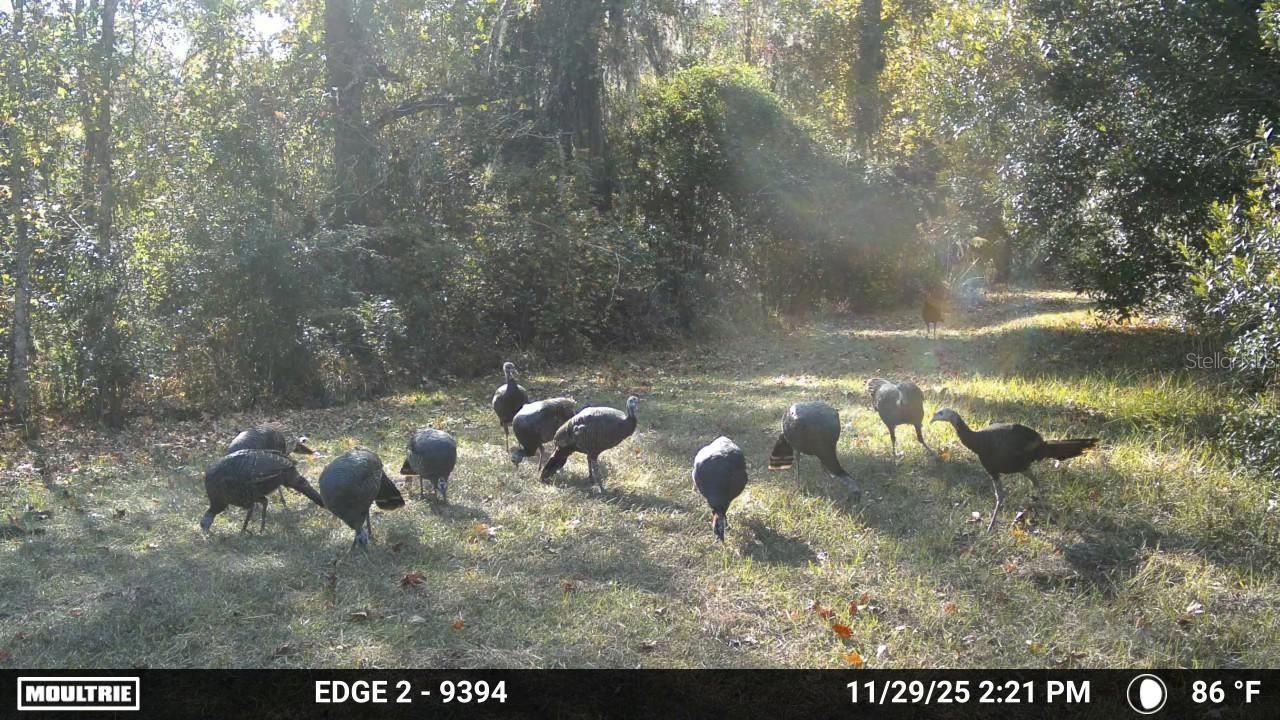 11816 SE County Road 234, Micanopy, FL 32667 Photo