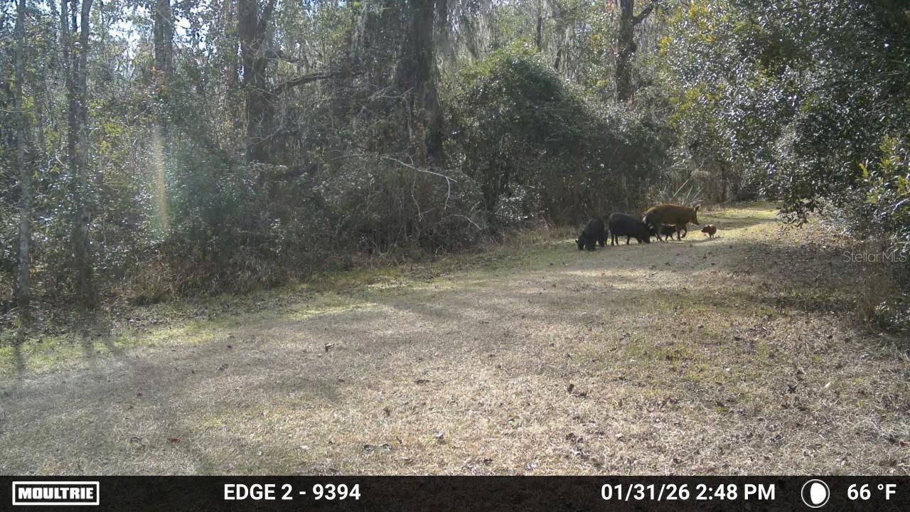 11816 SE County Road 234, Micanopy, FL 32667 Photo