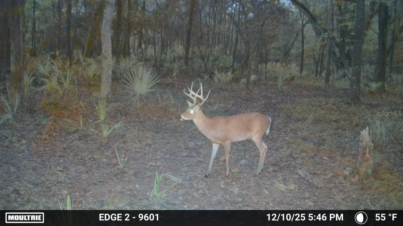 11816 SE County Road 234, Micanopy, FL 32667 Photo