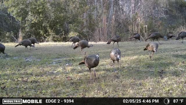 11816 SE County Road 234, Micanopy, FL 32667 Photo